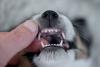 dentes de filhote de cachorro