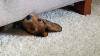 filhote de cachorro debaixo de sofá