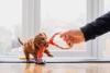 filhote de cachorro brincando 