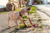 cachorro filhote passeando