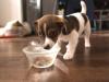 filhote de cachorro comendo