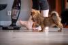 filhote de cachorro olhando aspirador