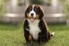 filhote de cachorro ao ar livre