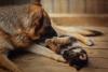 mãe canina com filhotes de cachorro