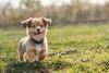 filhote de cachorro correndo ao ar livre