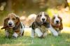 filhotes de cachorro Basset Hound