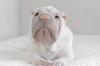 Filhote de cachorro da raça Shar Pei