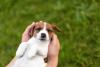 filhote de cachorro deitado na mão de humano
