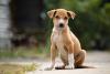 filhote de cachorro vira-lata sentado ao ar livre