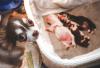 filhotes de cachorro ao lado da mãe