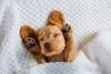 filhote de cachorro dormindo com patas para o alto