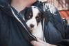 filhote de cachorro dentro de casaco