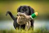 filhote de cachorro com urso de pelúcia na boca