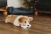 filhote de cachorro com meia na boca