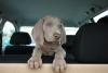 filhote de cachorro cinza dentro de carro