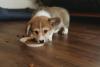 Filhote de cachorro da raça Corgi comendo