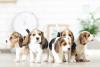 filhotes de cachorro da raça Beagle