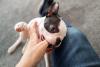 filhote de cachorro mordendo dedo