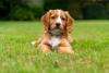 filhote de cachorro ao ar livre