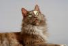 gato angorá marrom olhando para cima