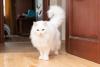 gato angorá branco perto de porta