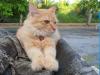 gato angorá laranja deitado