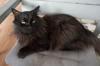gato angorá preto deitado