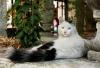 gato angorá preto e branco deitado no chão