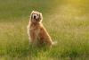 golden retriever sentado na grama