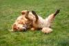 golden retriever deitado na grama feliz