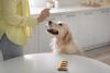 golden retriever olhando para biscoito