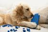golden retriever com chinelo mordido