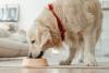 golden retriever comendo no potinho de ração