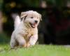 golden retriever filhote correndo na grama
