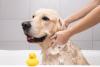 golden retriever tomando banho