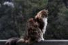 Maine Coon sentado
