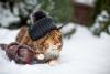 Maine Coon na neve usando chapéu