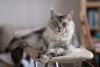 Maine Coon deitado