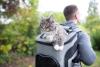 Maine Coon passeando na mochila do tutor