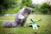 Maine Coon brincando com água