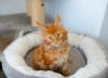 Maine Coon filhote deitado na cama