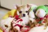 menor cachorro do mundo deitado na cama
