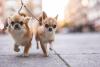 dois Chihuahua passeando de coleira