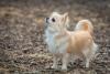 menor cachorro do mundo na natureza