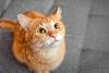 gato laranja de olho amarelo