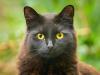 gato preto de olho amarelo