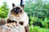 gato balinês sentado na varanda