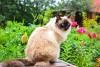 gato balinês perto de flores