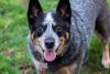 blue heeler com língua de fora