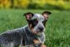 blue heeler filhote deitado na grama